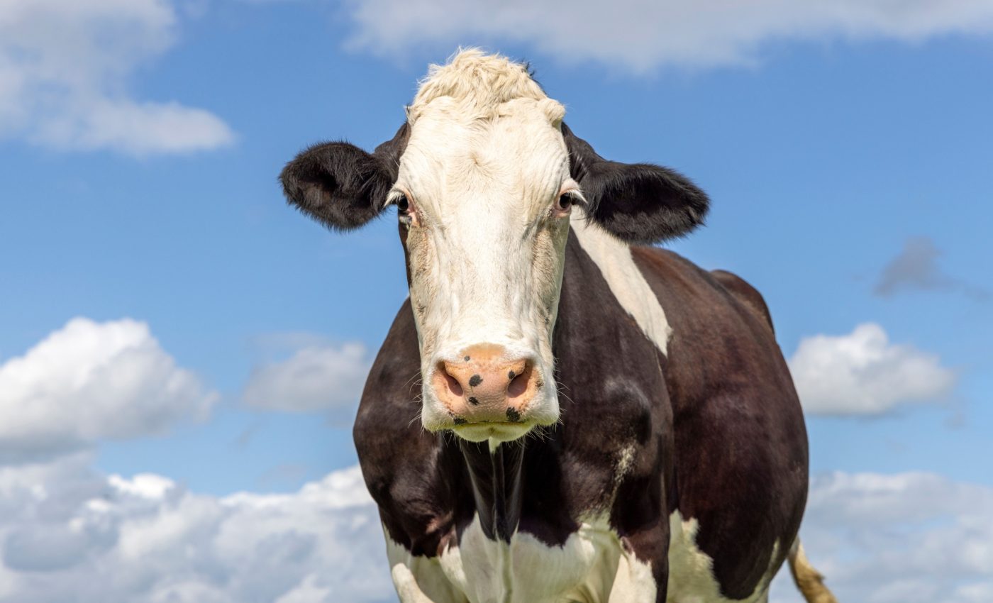 Sweating like a cow: The key to food security in a warming world