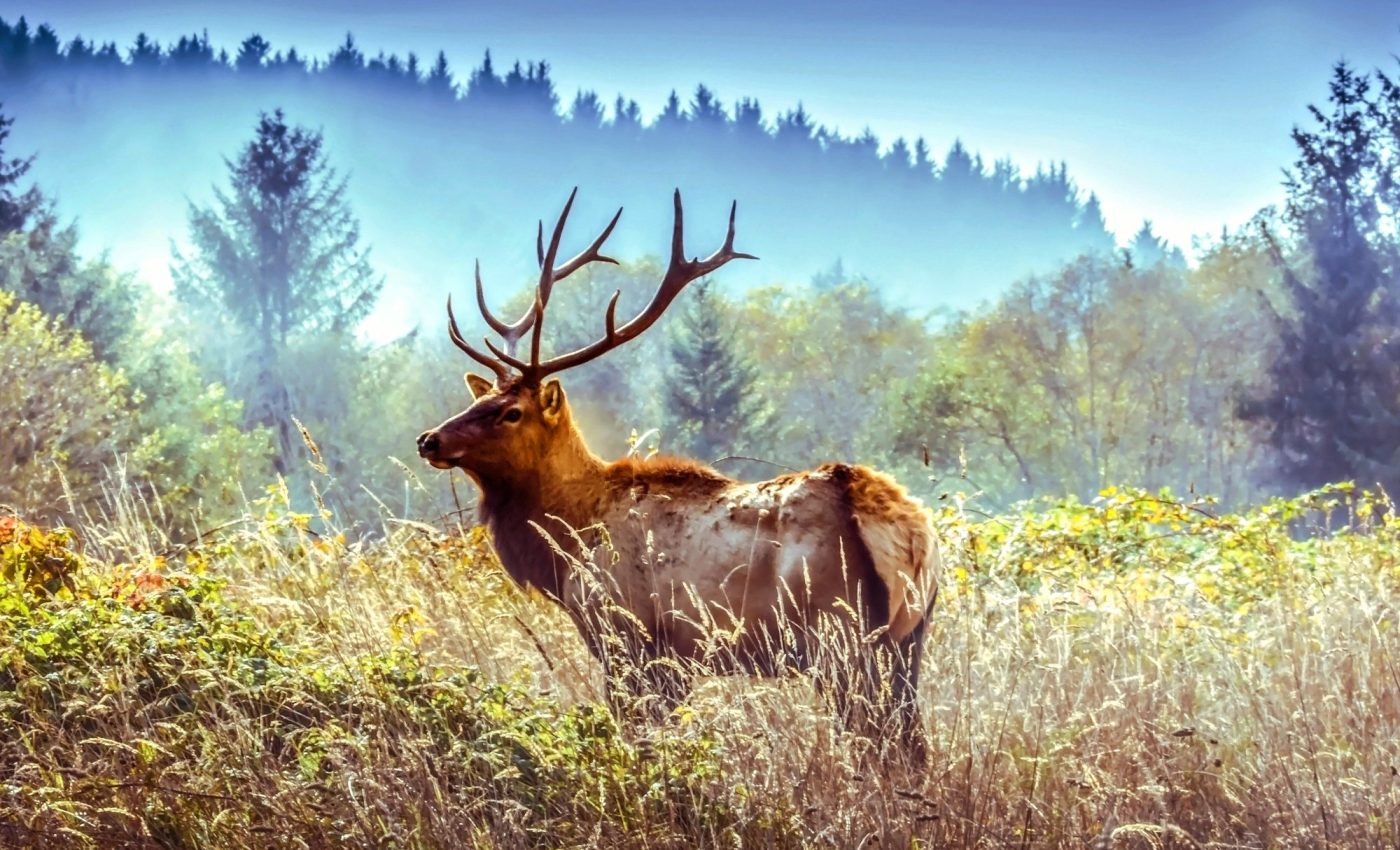 Outdoor recreation noise triggers fear response in wildlife