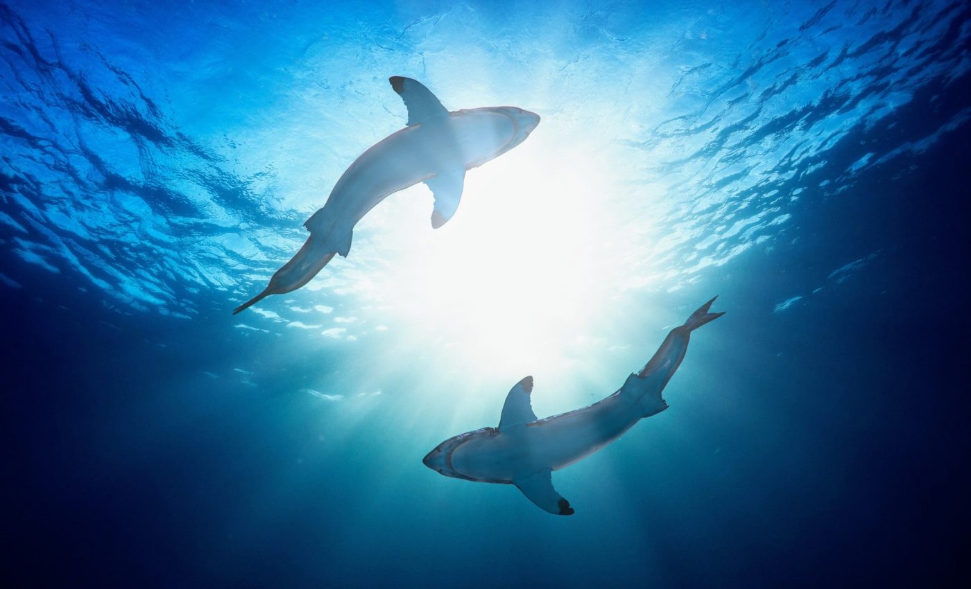 Shark diversity hits 66-million-year low