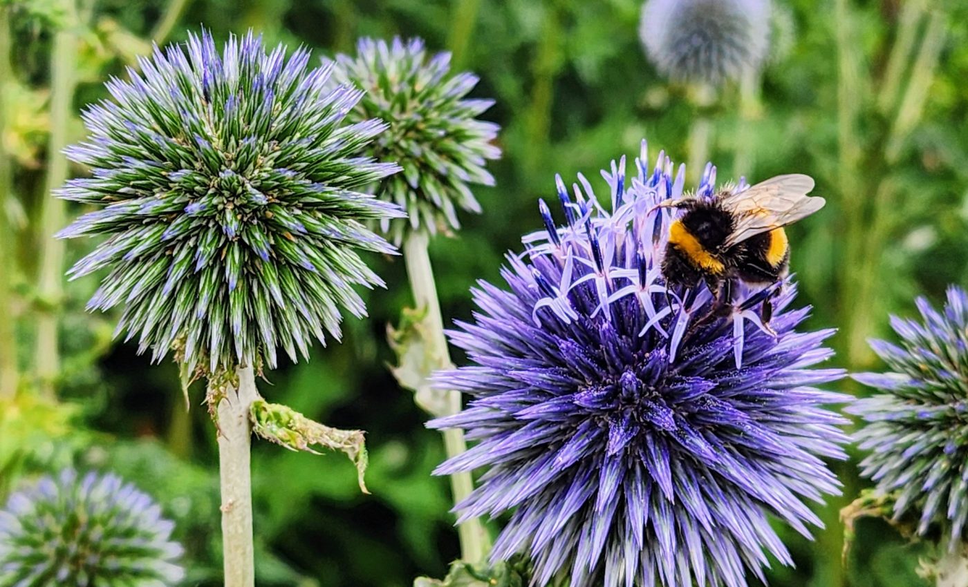 Bumblebees showcase smart logical reasoning abilities