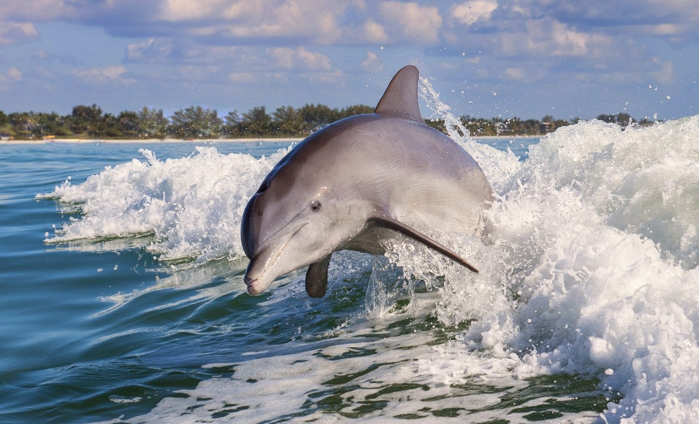 Elevated mercury levels discovered in dolphins