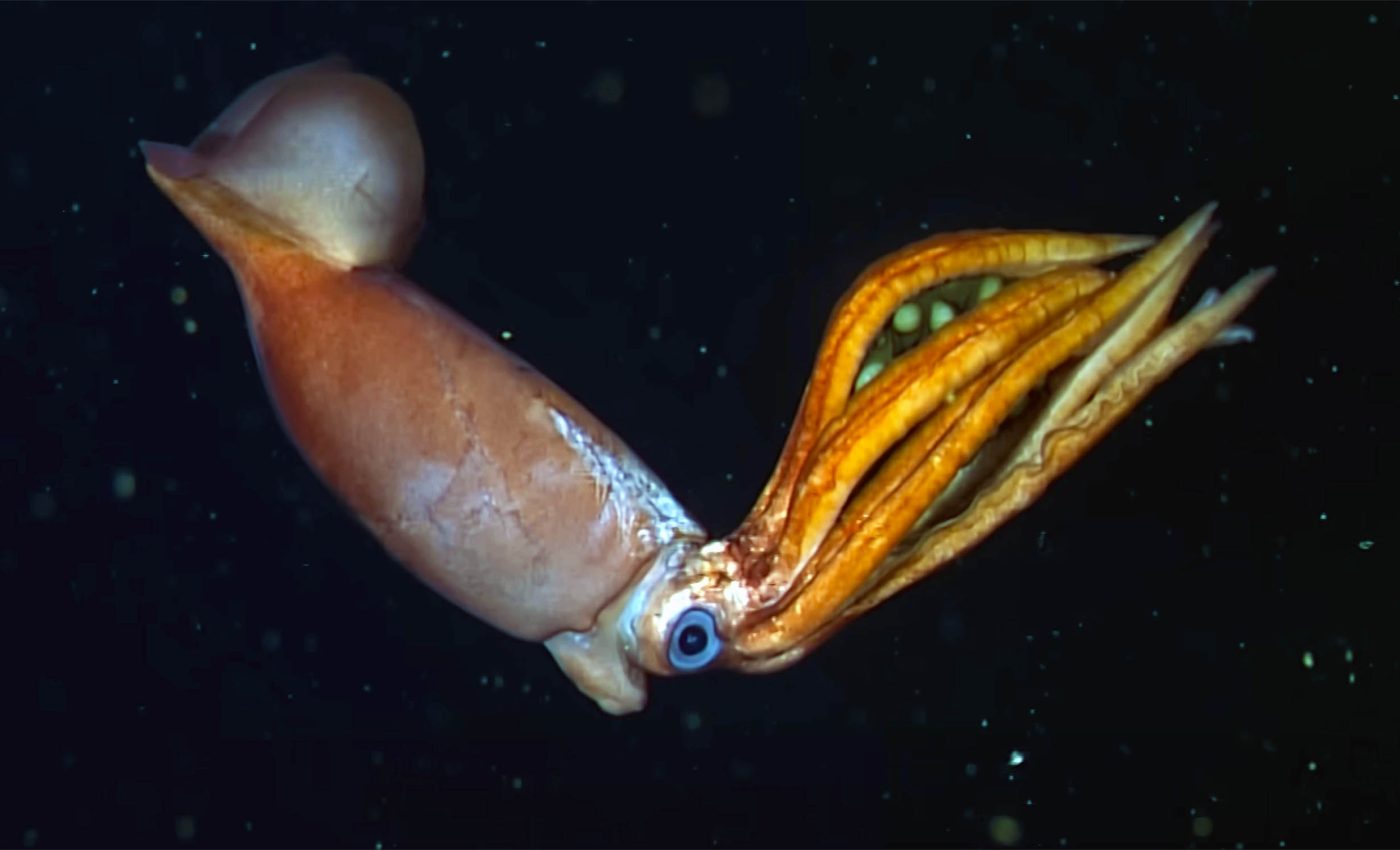 New species of deep-sea squid discovered that broods giant eggs