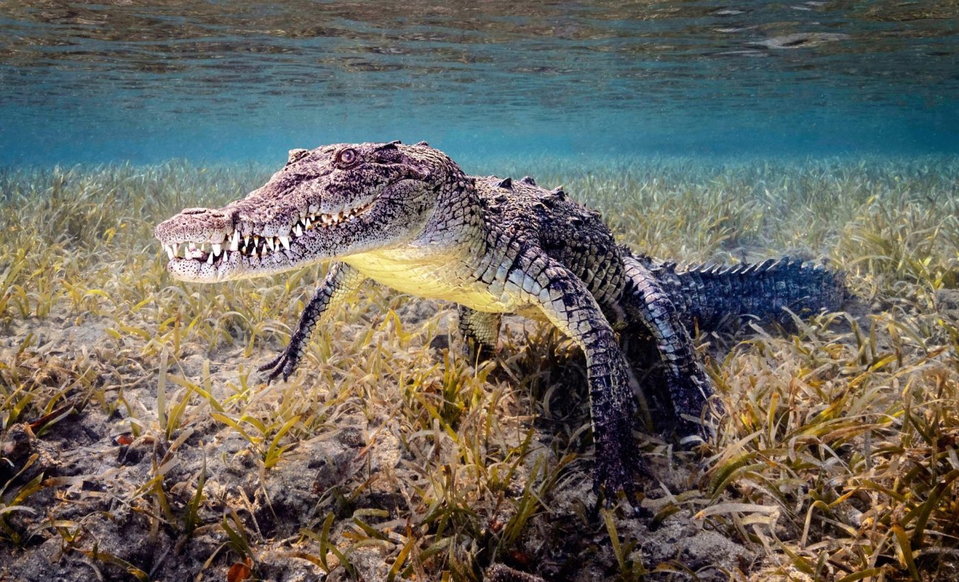 World Croc Day: Embracing the mighty reptile