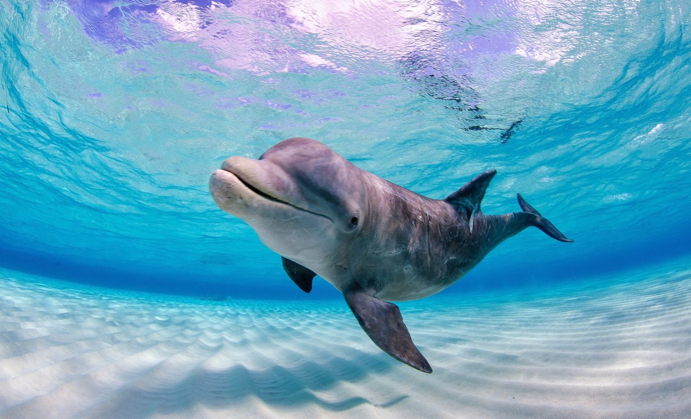 Ocean conservation: Credit system could reduce costs