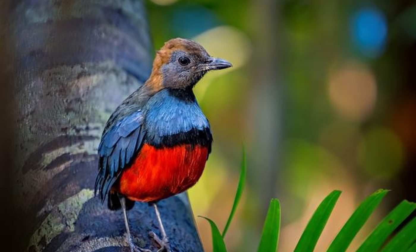 More than 100 bird species have been lost for over a decade