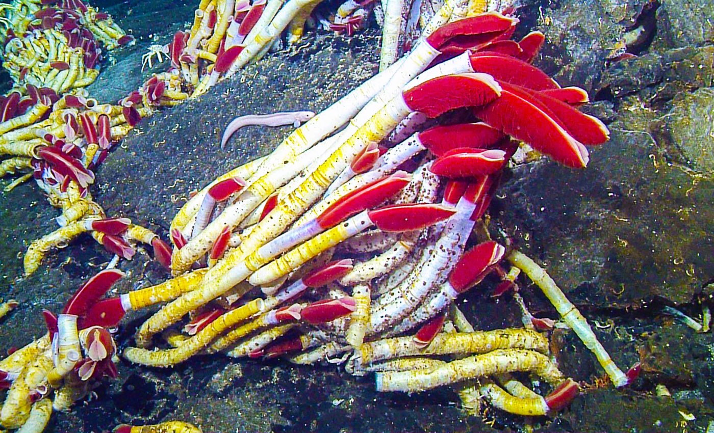 How giant tubeworms survive on deep-sea hydrothermal vents