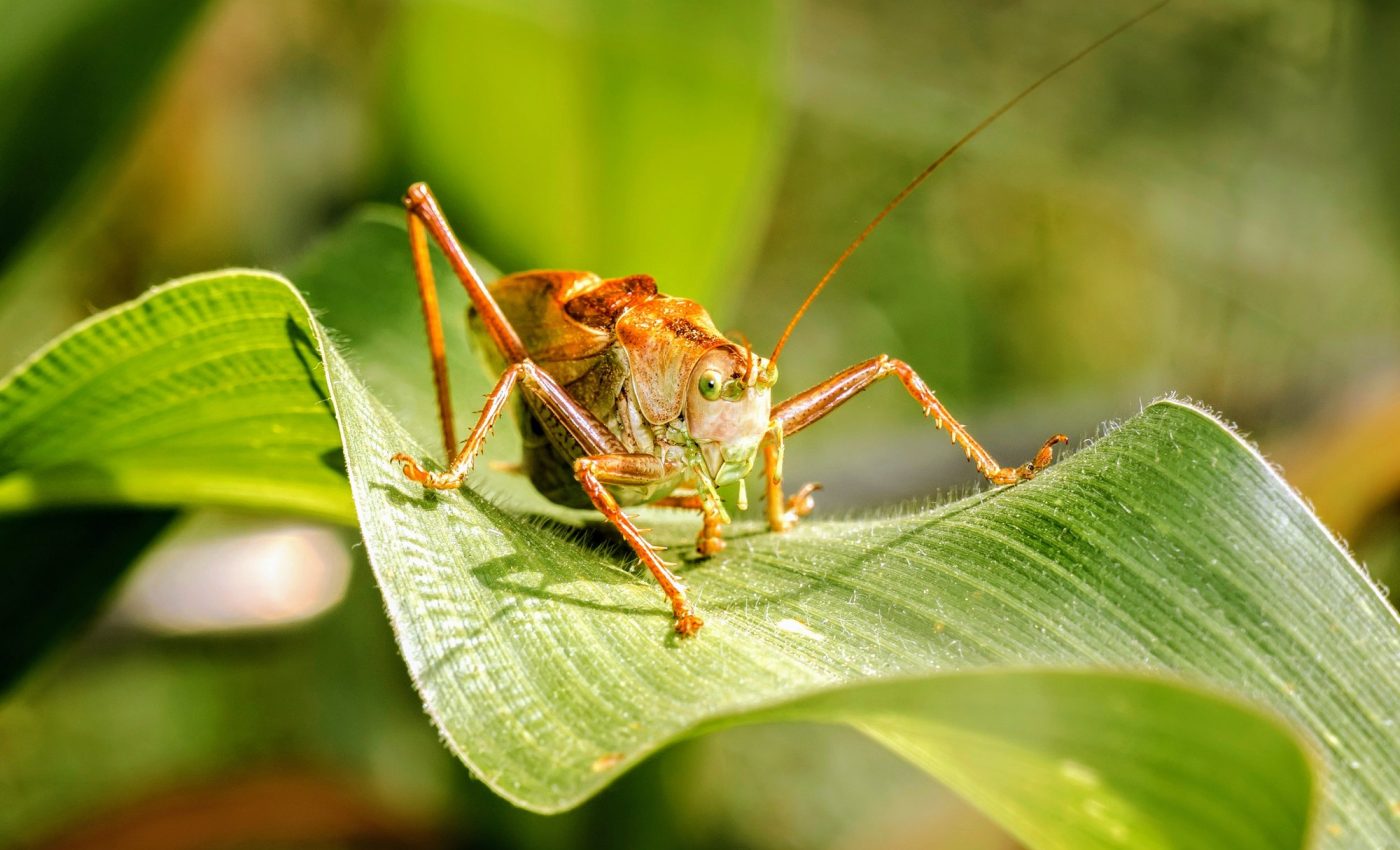 Locusts have brains built for complex odor processing