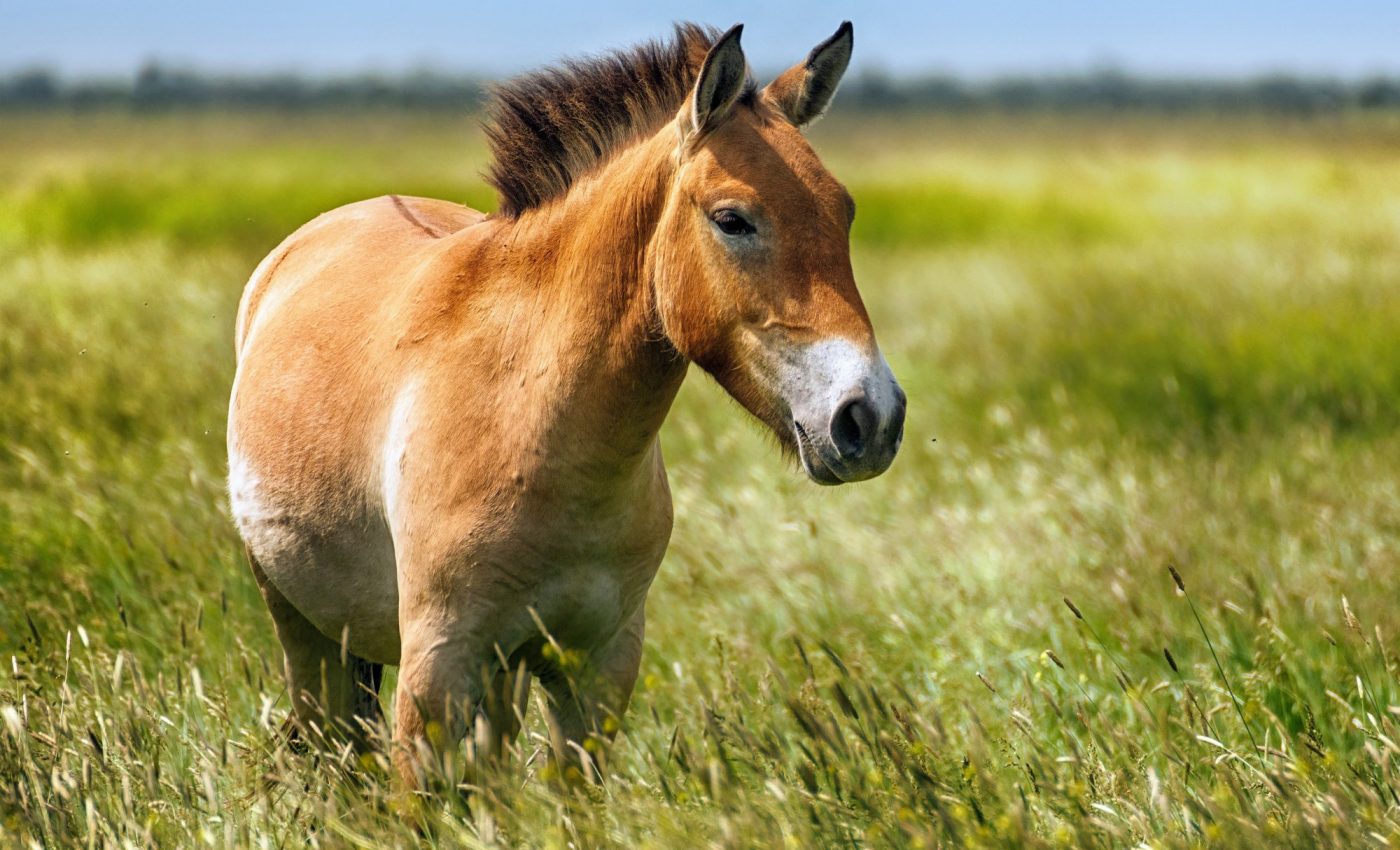Saving Przewalski's horse, the last surviving species of wild horse