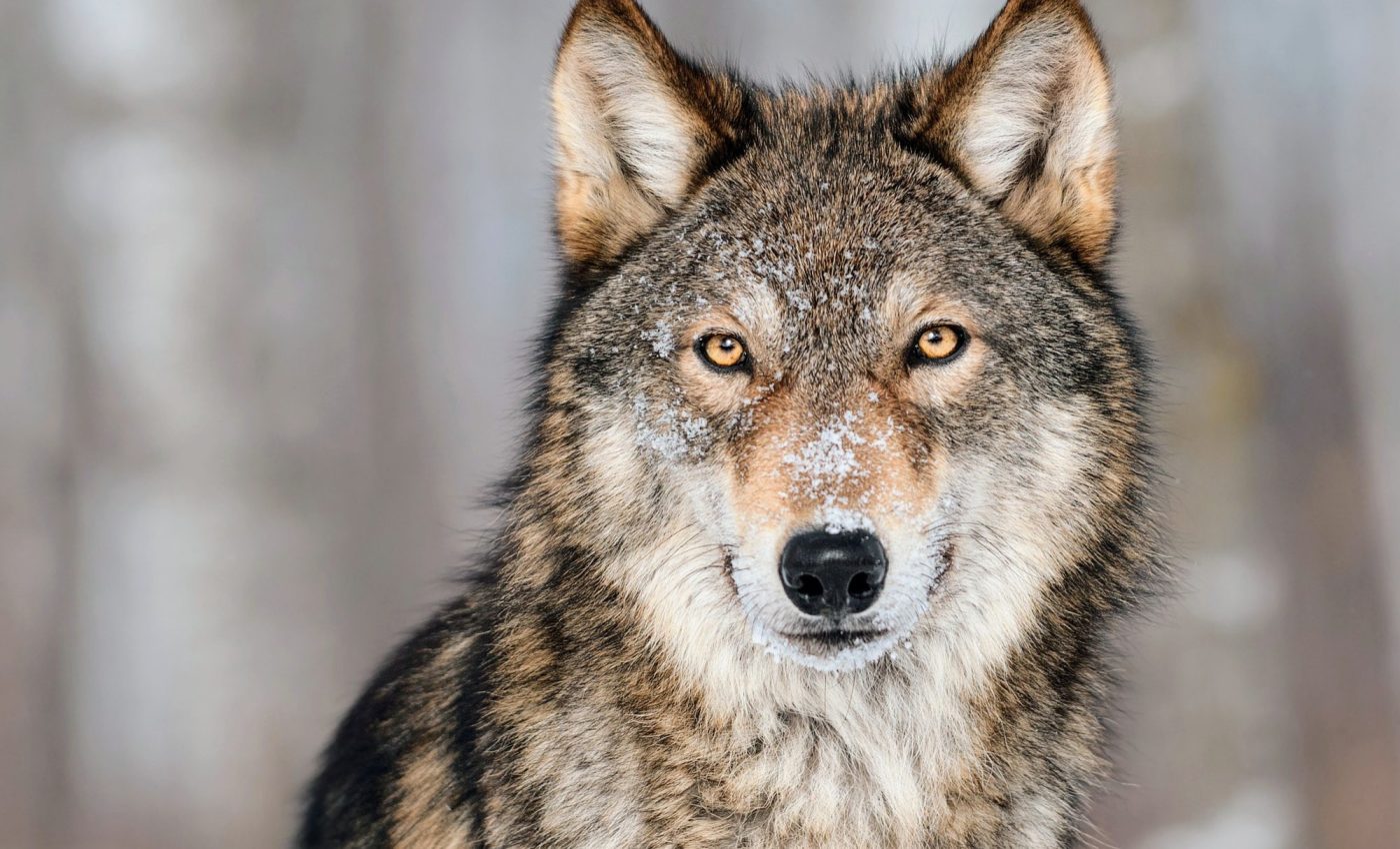 Gray wolves are a crucial component of the American West