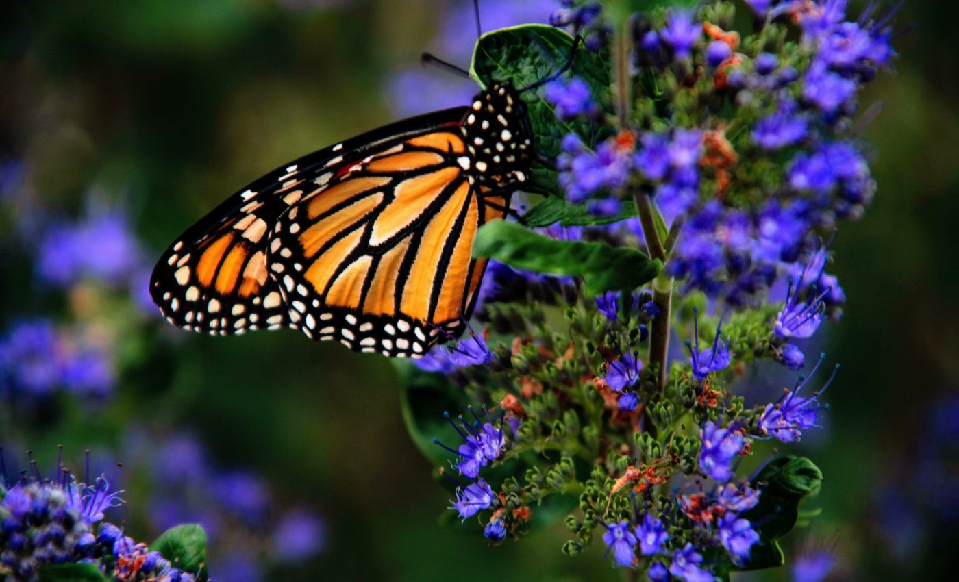 Butterfly decline in American Midwest linked to insecticides