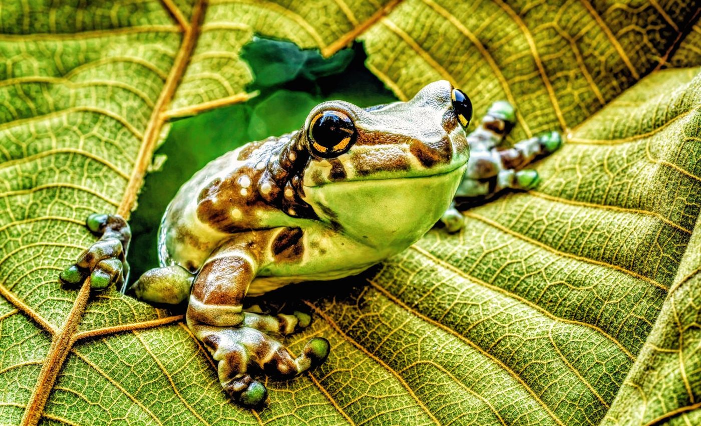Frogs have a ‘third eye’ for direct light-sensing