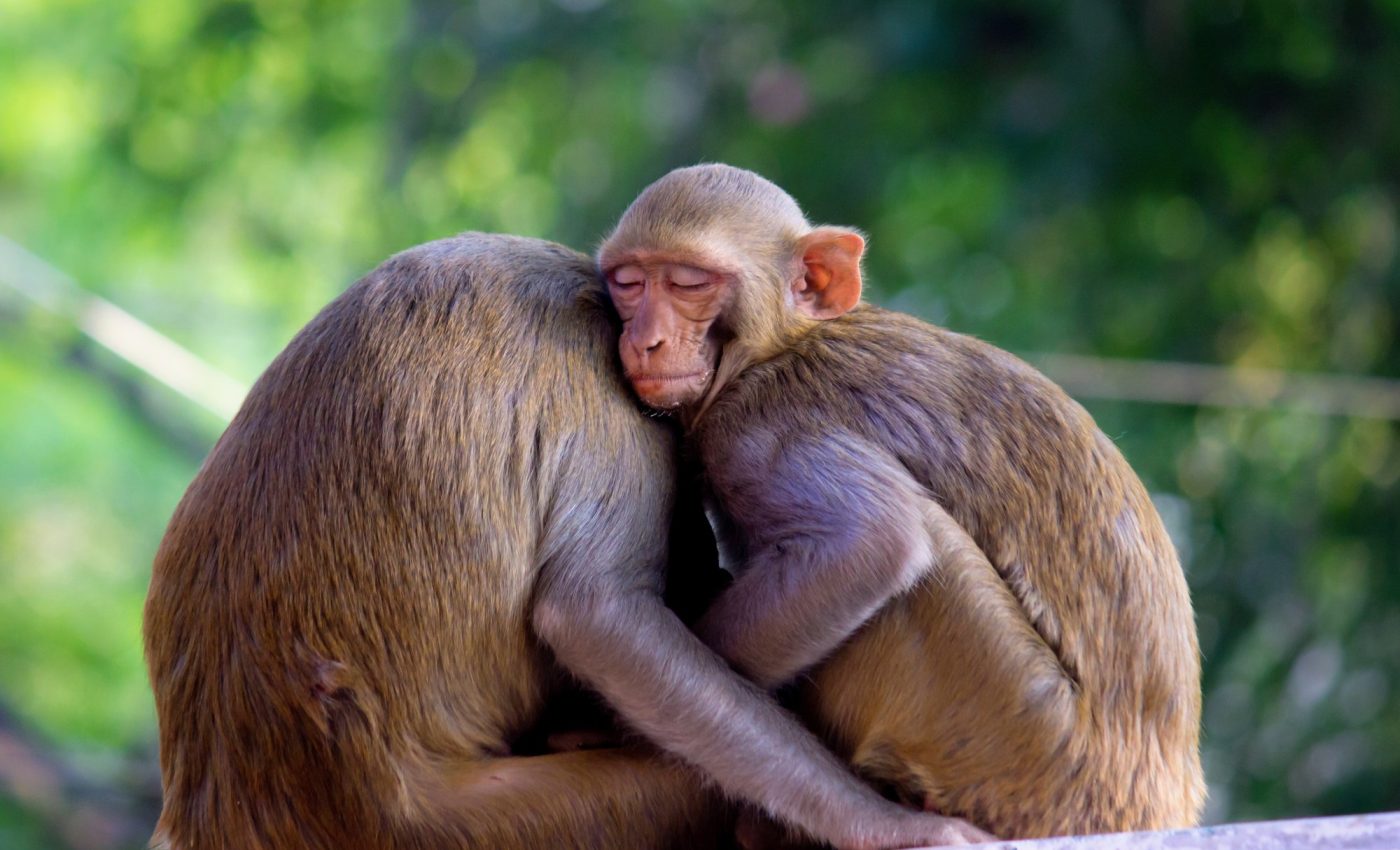 Hurricane on Monkey Island made macaques more socially tolerant