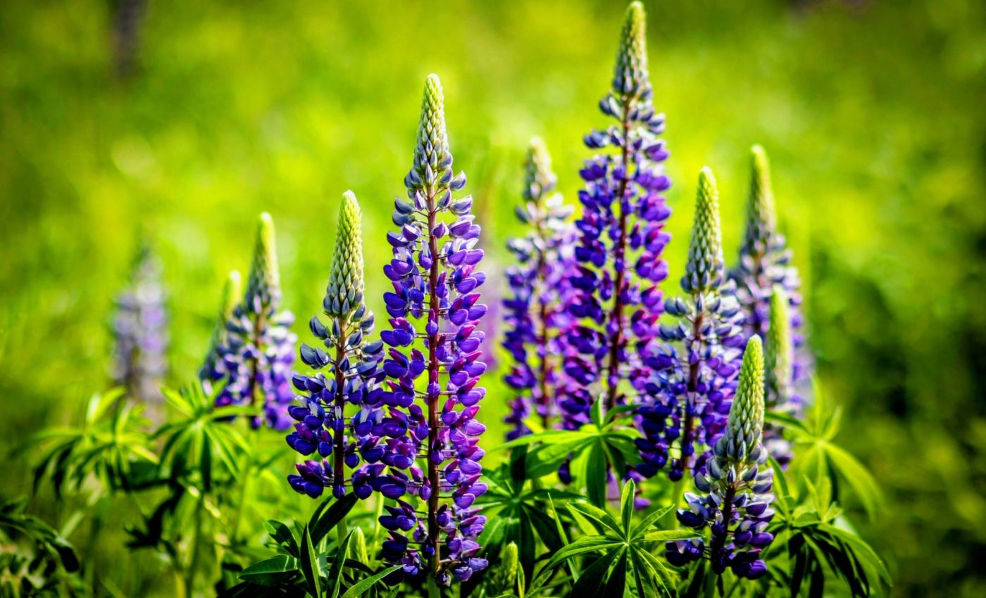 Plant seeds go dormant to avoid harsh conditions