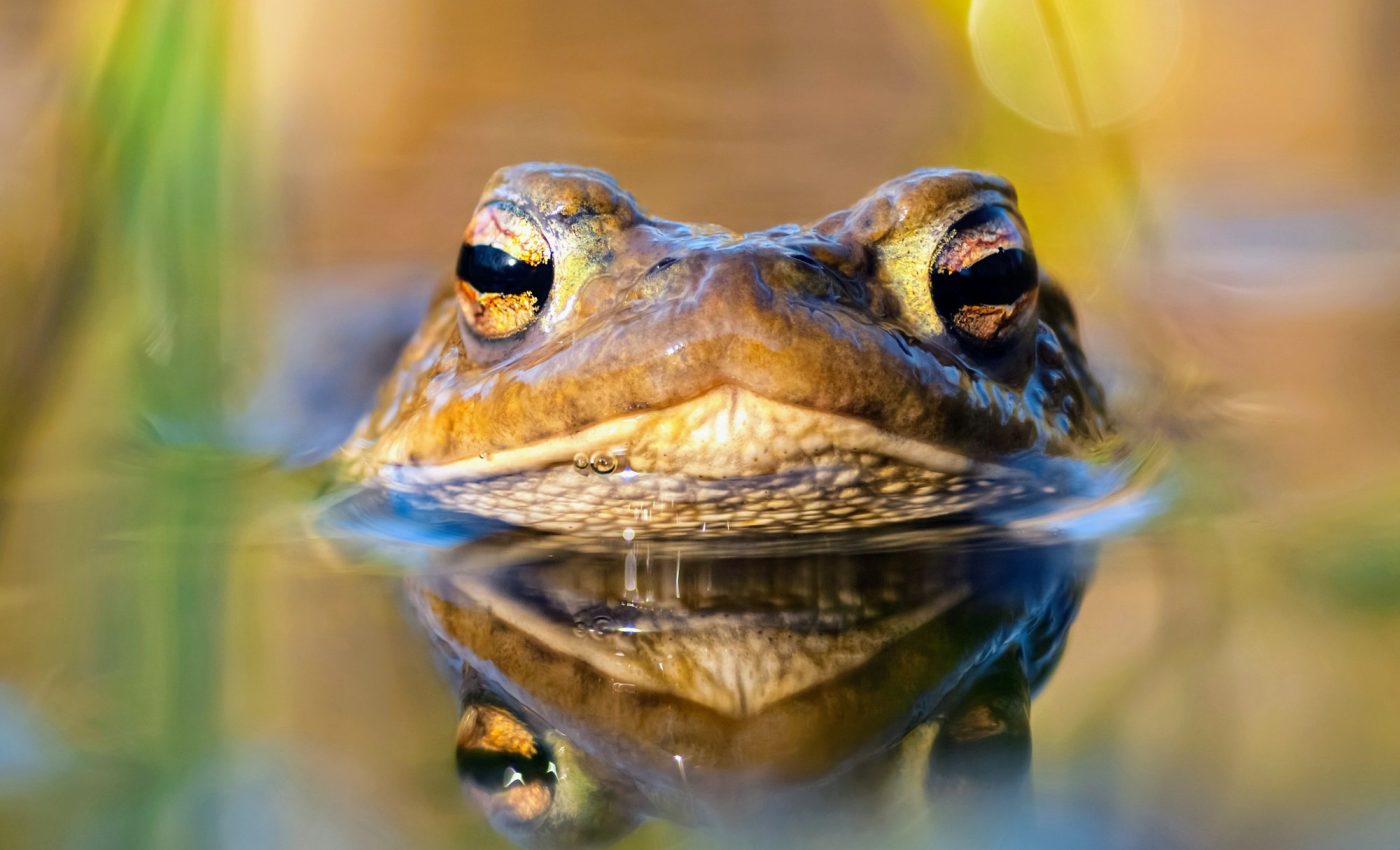 Non-native species are spreading at an exponential rate