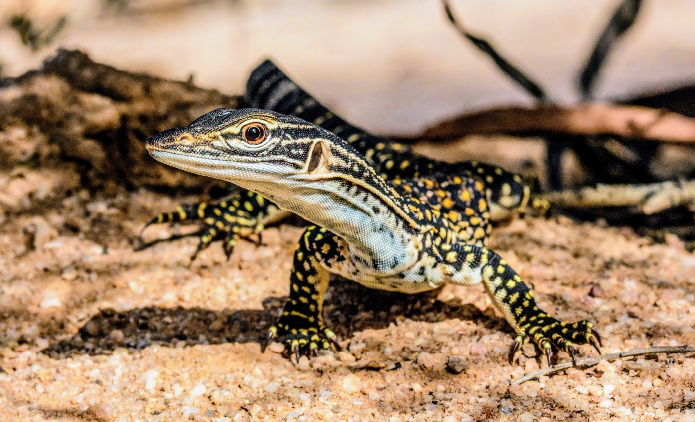 How lizards are saving Australian sheep farms