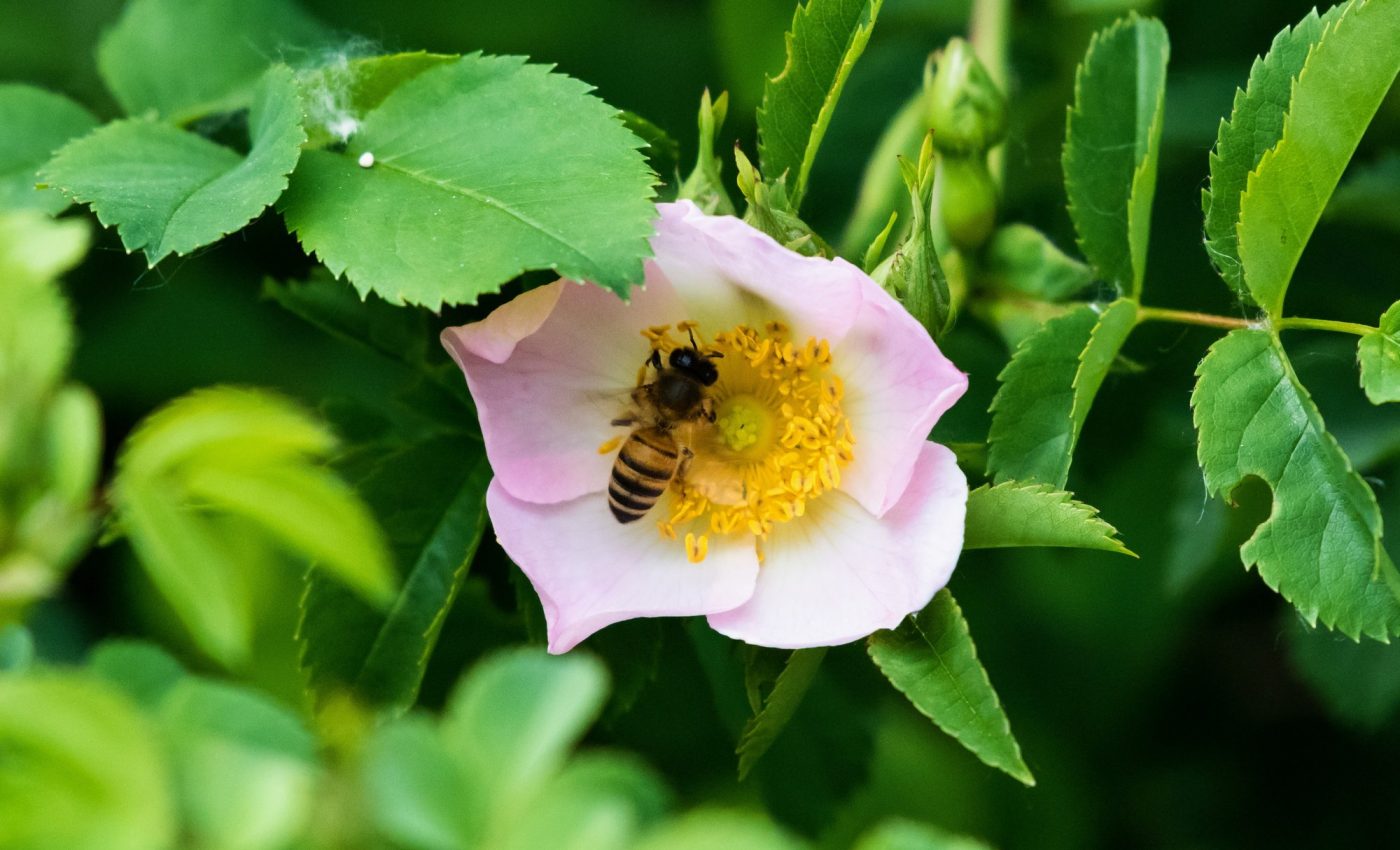 Bees need a balanced diet from various plants for optimal health