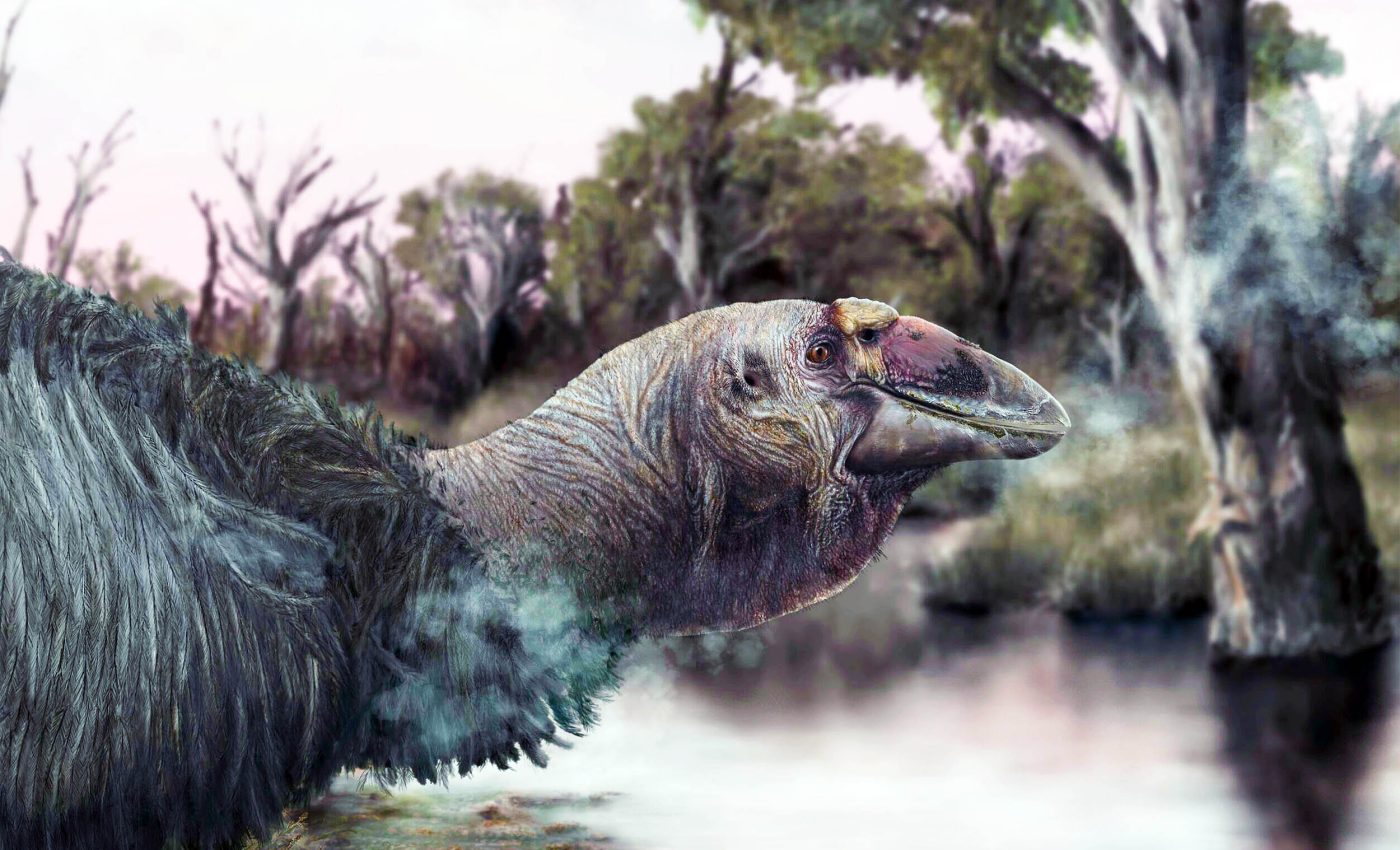 Archaeologists find rare skull of an extinct, massive 'thunder bird'