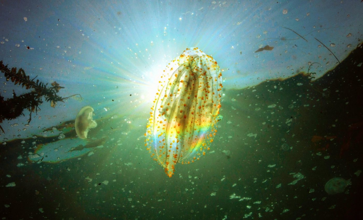 How do comb jellies survive crushing pressure in the deep ocean?