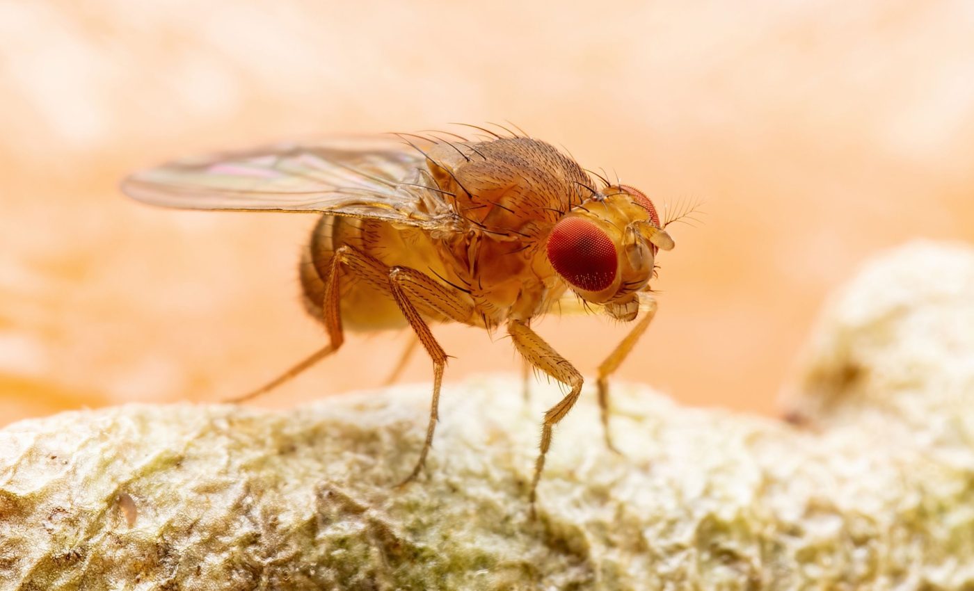 Fruit flies can walk, jump, and dance using the same motor neurons