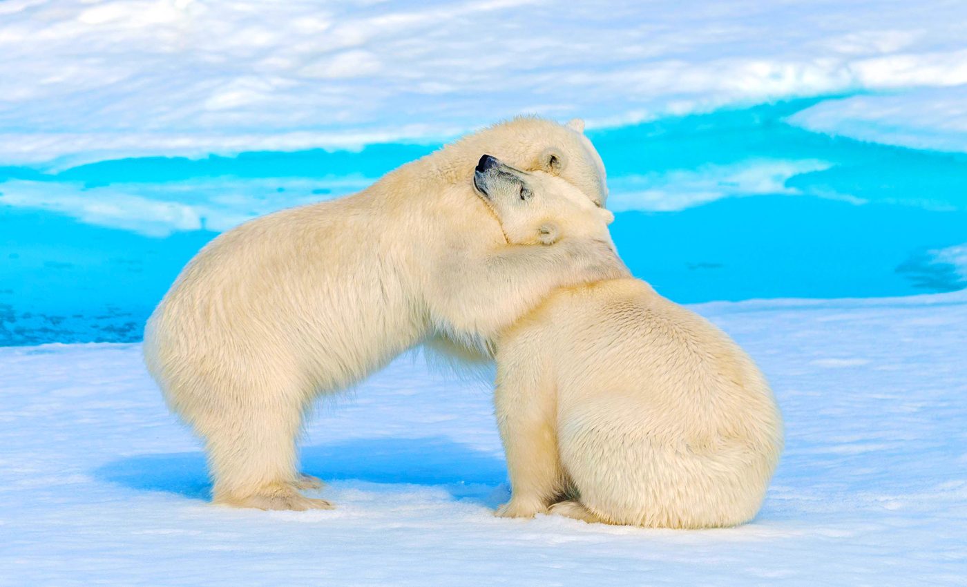 Arctic ocean is warming four times faster than the global average