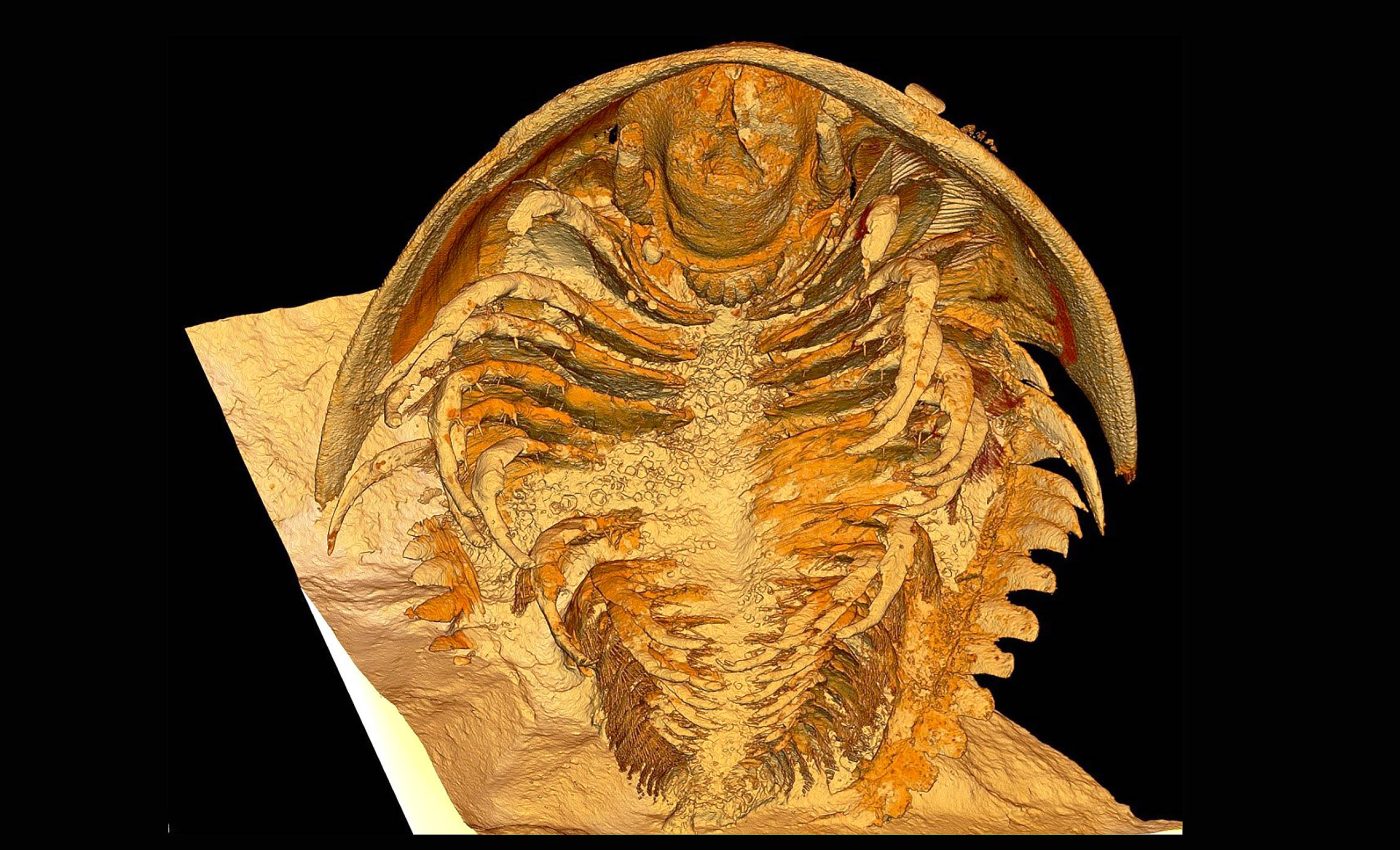 Best-preserved trilobite fossils ever found shake up the scientific community
