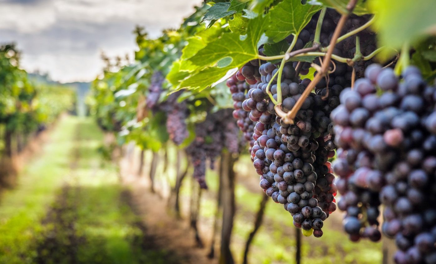 Death of the dinosaurs helped grapes conquer the world