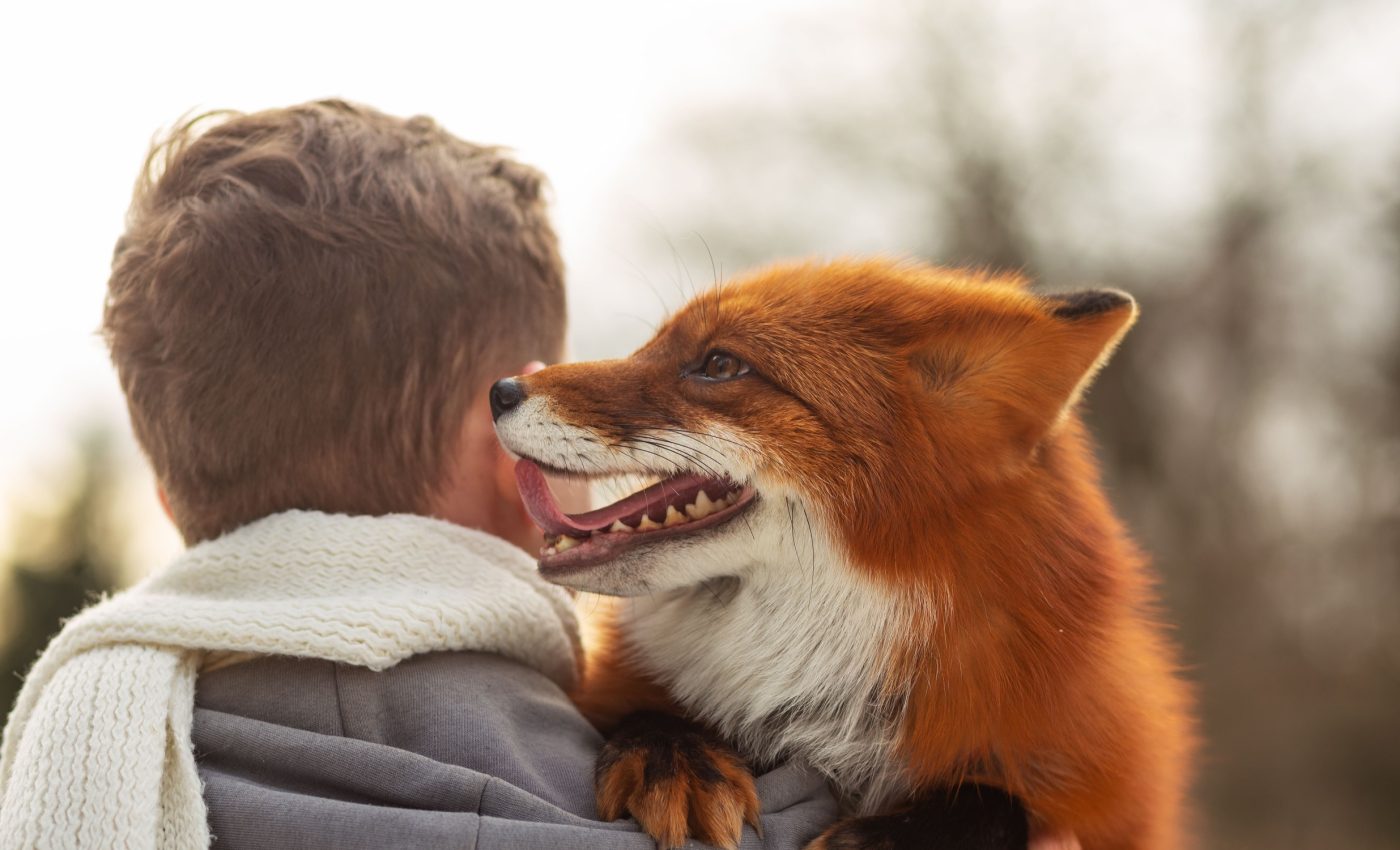 Some foxes can be domesticated, thanks to breeding