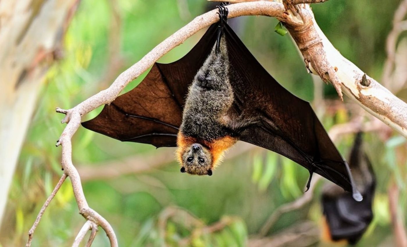 Fruit bats can remember the past and plan for the future