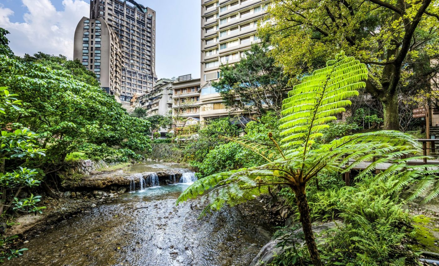Many plants, like ferns, prefer living in city environments
