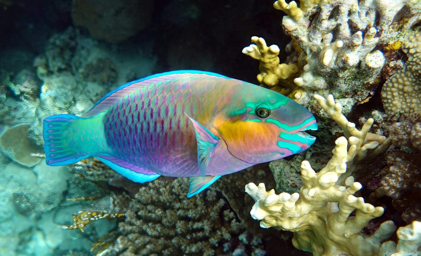 How coral reef fish survive in the world’s warmest waters