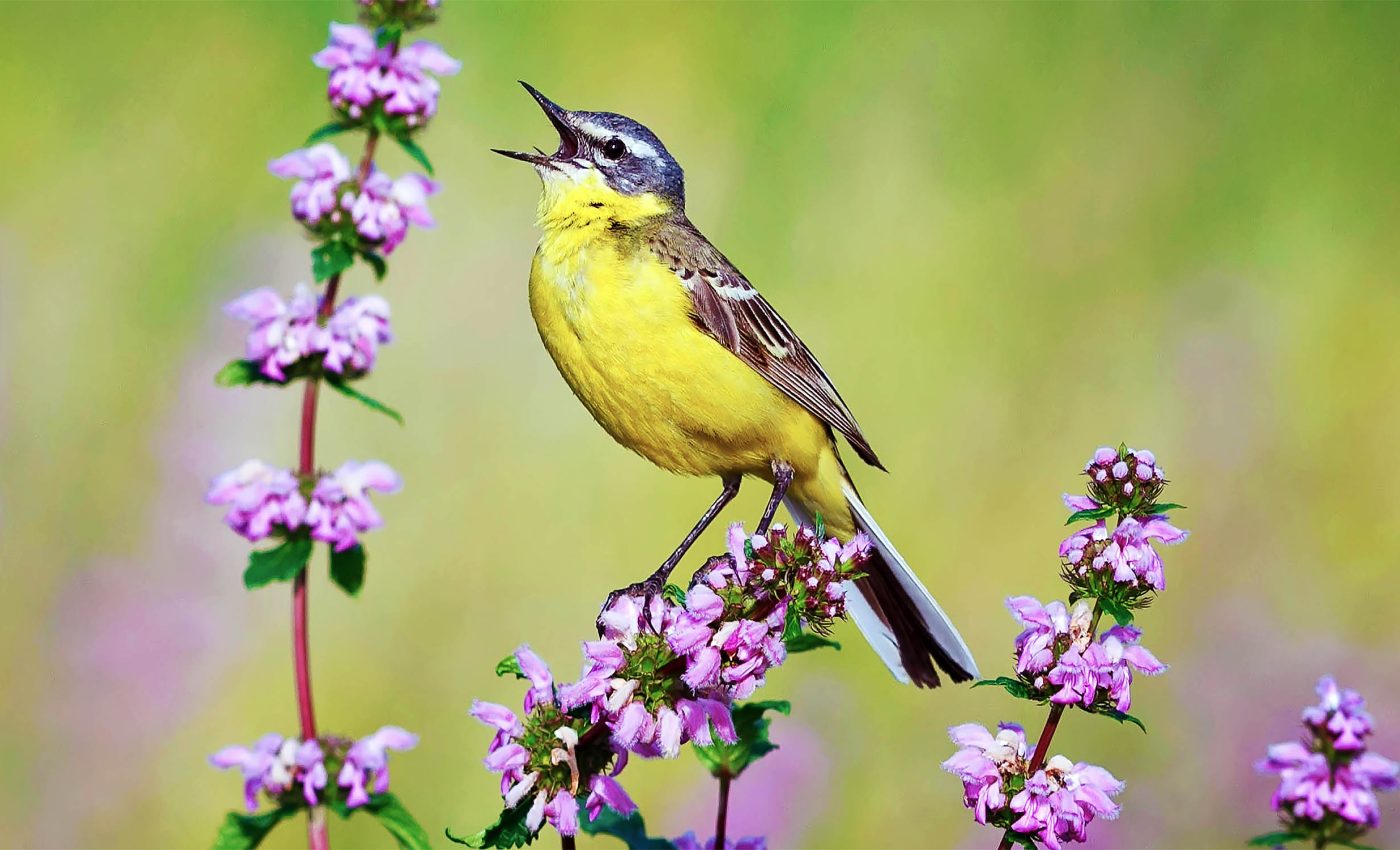 Bird behavior and productivity is being directly impacted by climate change