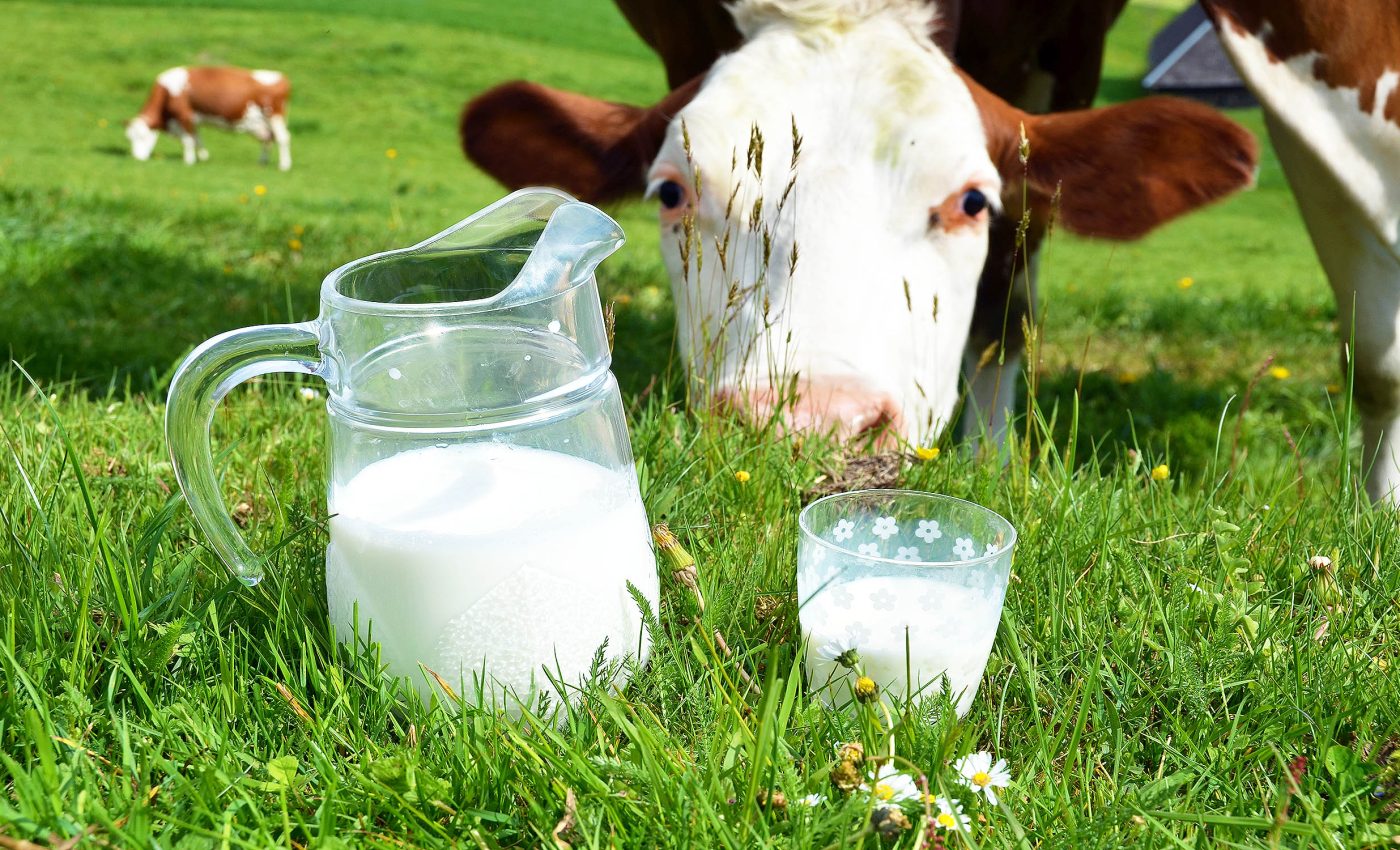 Drinking raw milk is a health hazard that many people don't realize