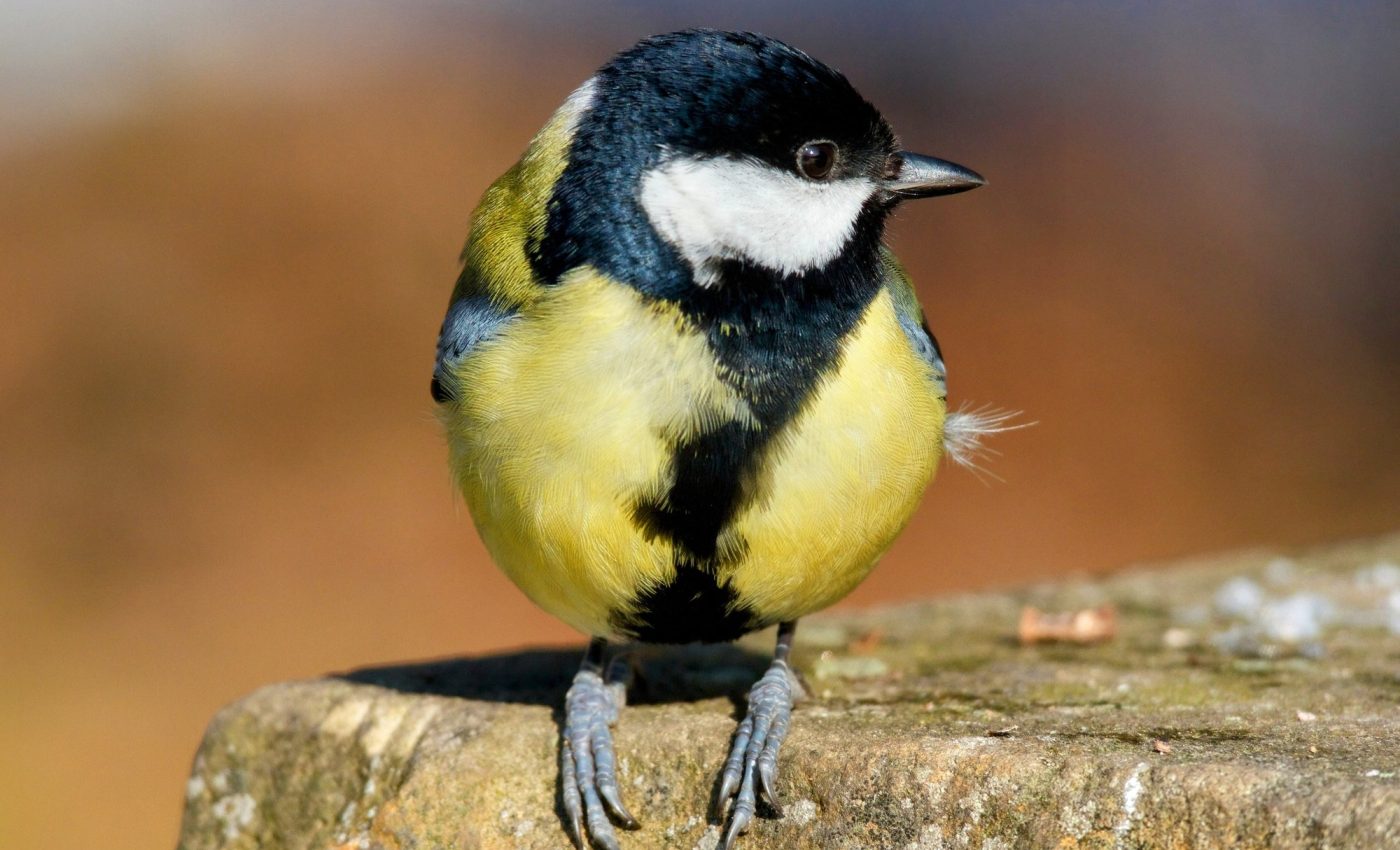 Tiny songbirds are masters of memory and adaptation