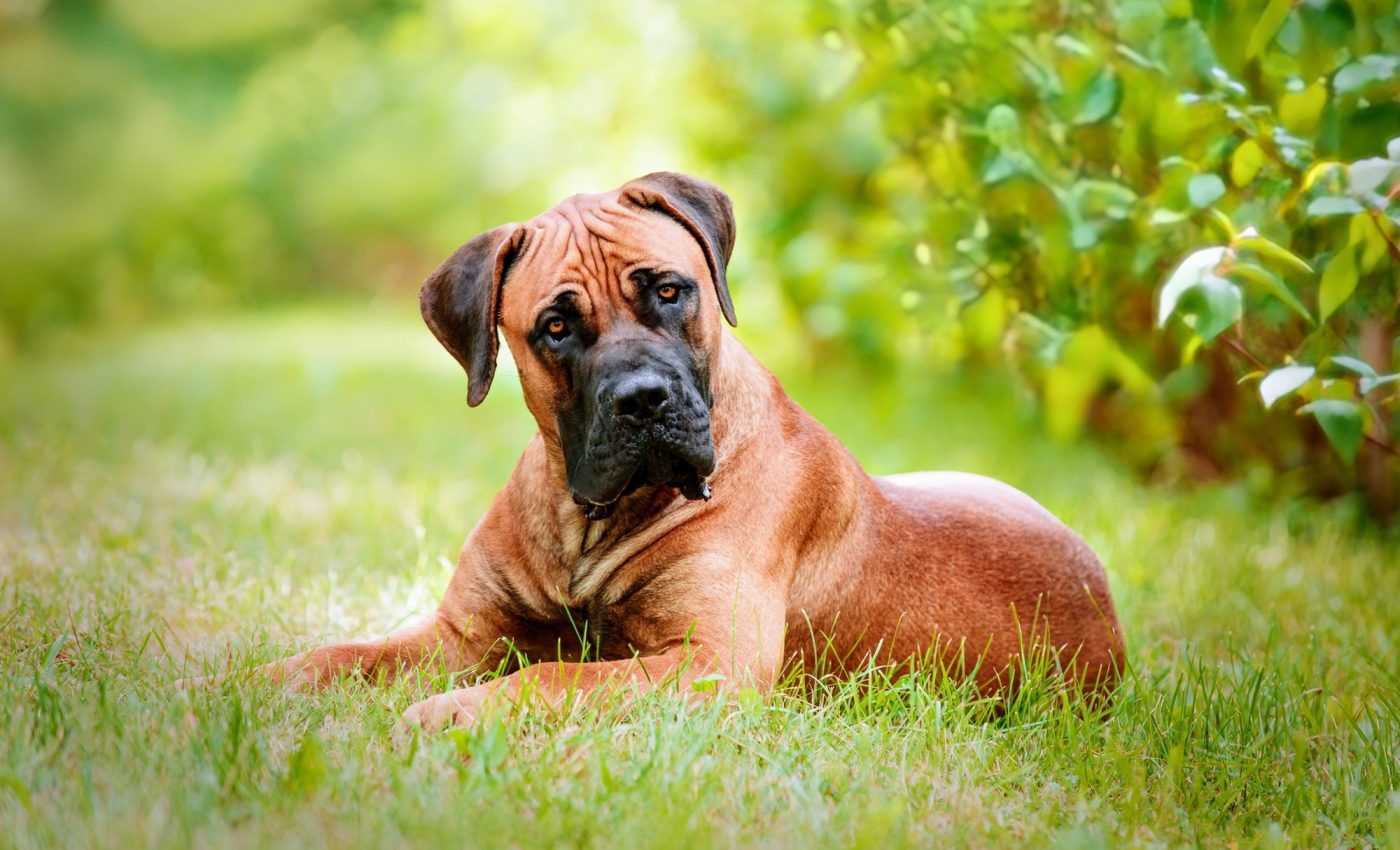 Missing link between growth size and lifespan identified