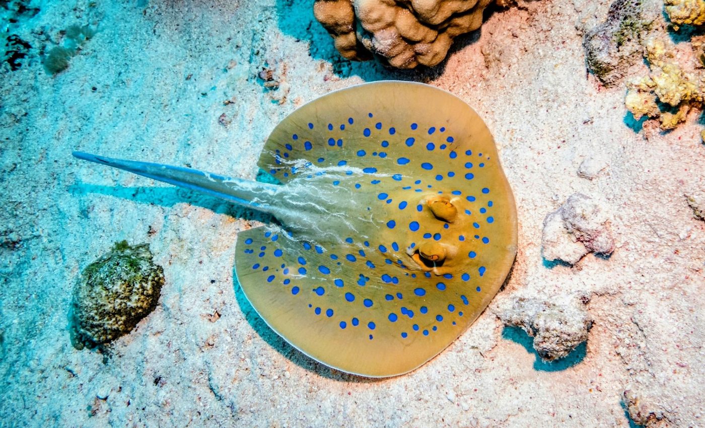 How did the ribbontail ray get its electric blue spots?