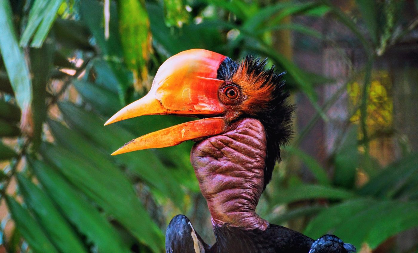 The helmeted hornbill can withstand high-impact collisions