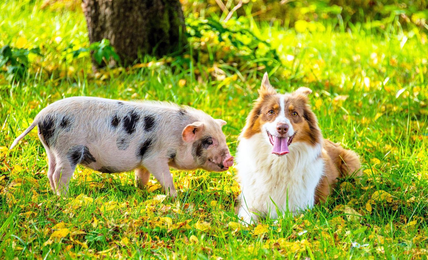 Human emotions evoke different responses in dogs and pigs