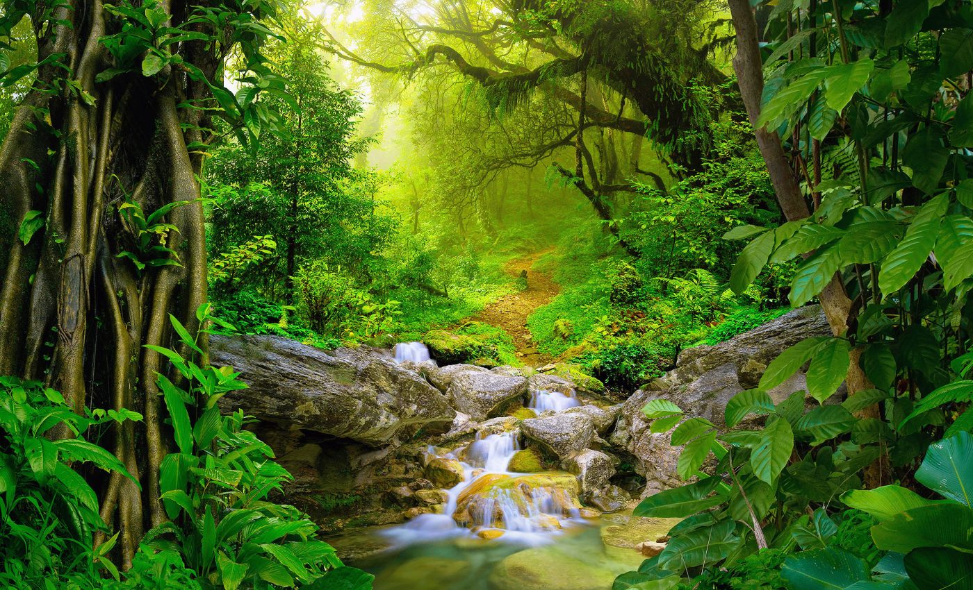 Human destruction of tropical forests is much worse than believed