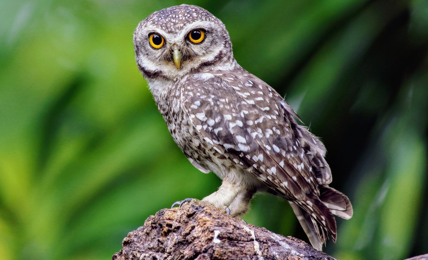 U.S. plans to save spotted owls by killing 450,000 barred owls