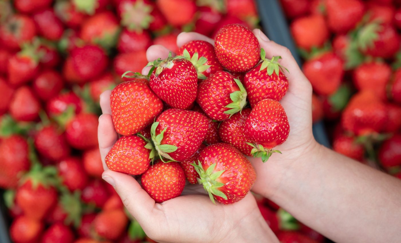Strawberries of the future will be even more healthy and delicious