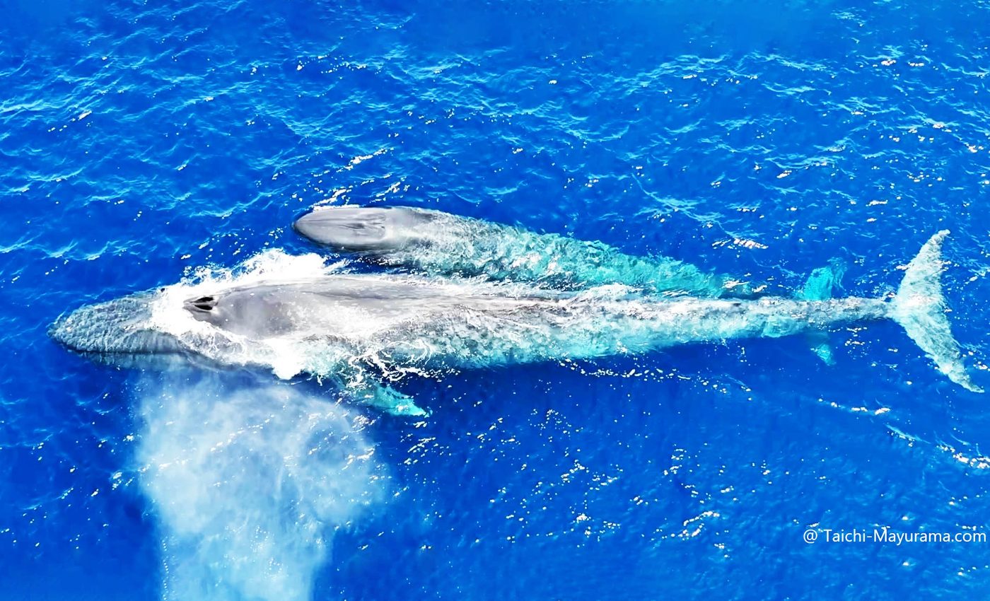 First ever footage of a blue whale nursing its calf captured