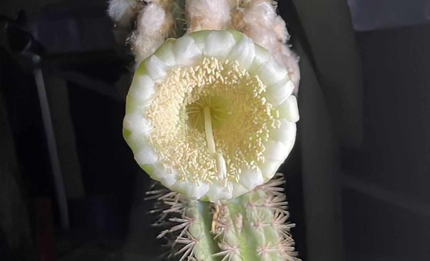 Sea level rise claims its first coastal plant victim in the U.S.