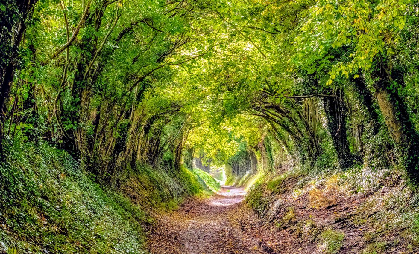 Trees have an amazing ability to adapt to new climates