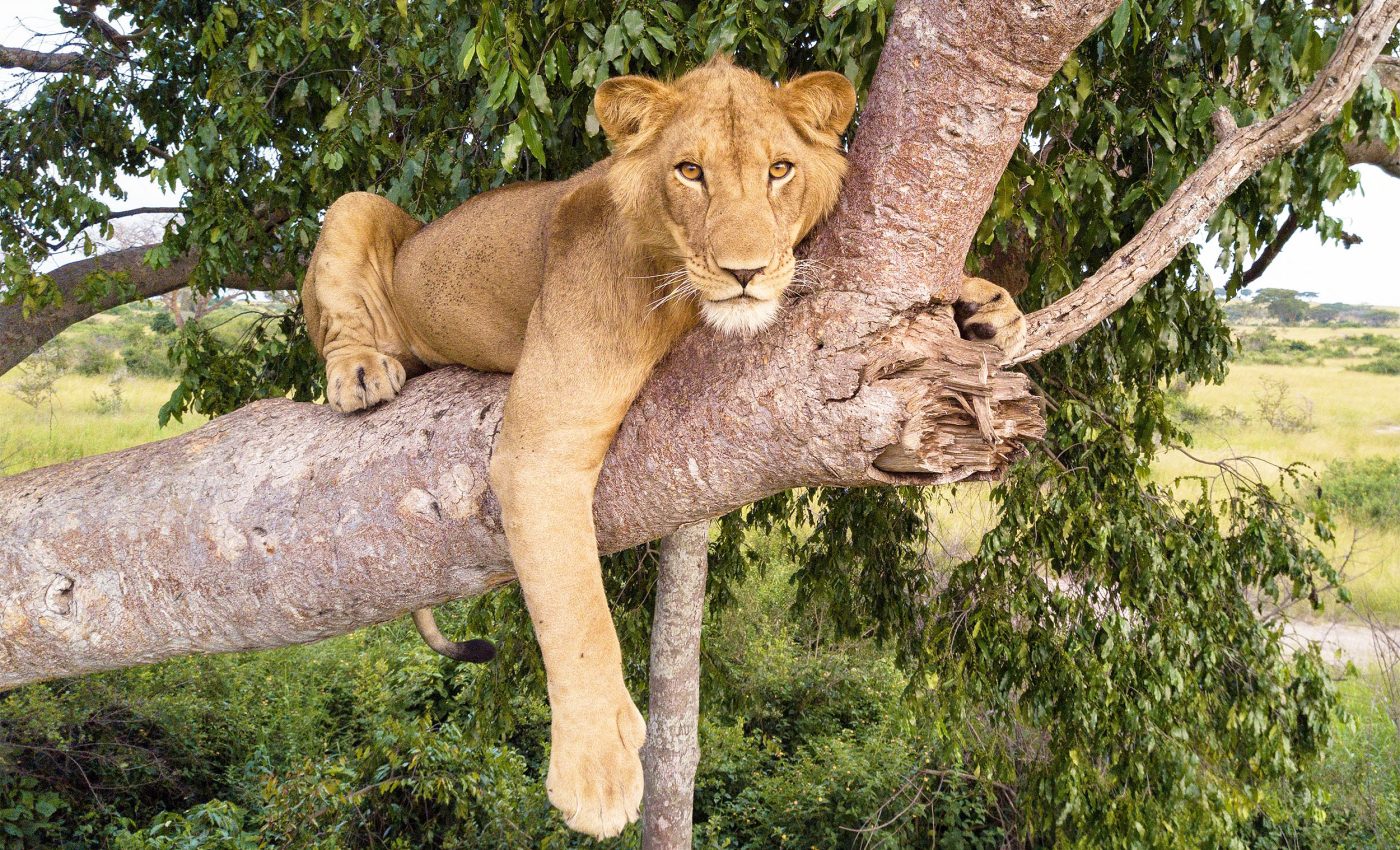 Lions captured on video swimming across crocodile-infested river