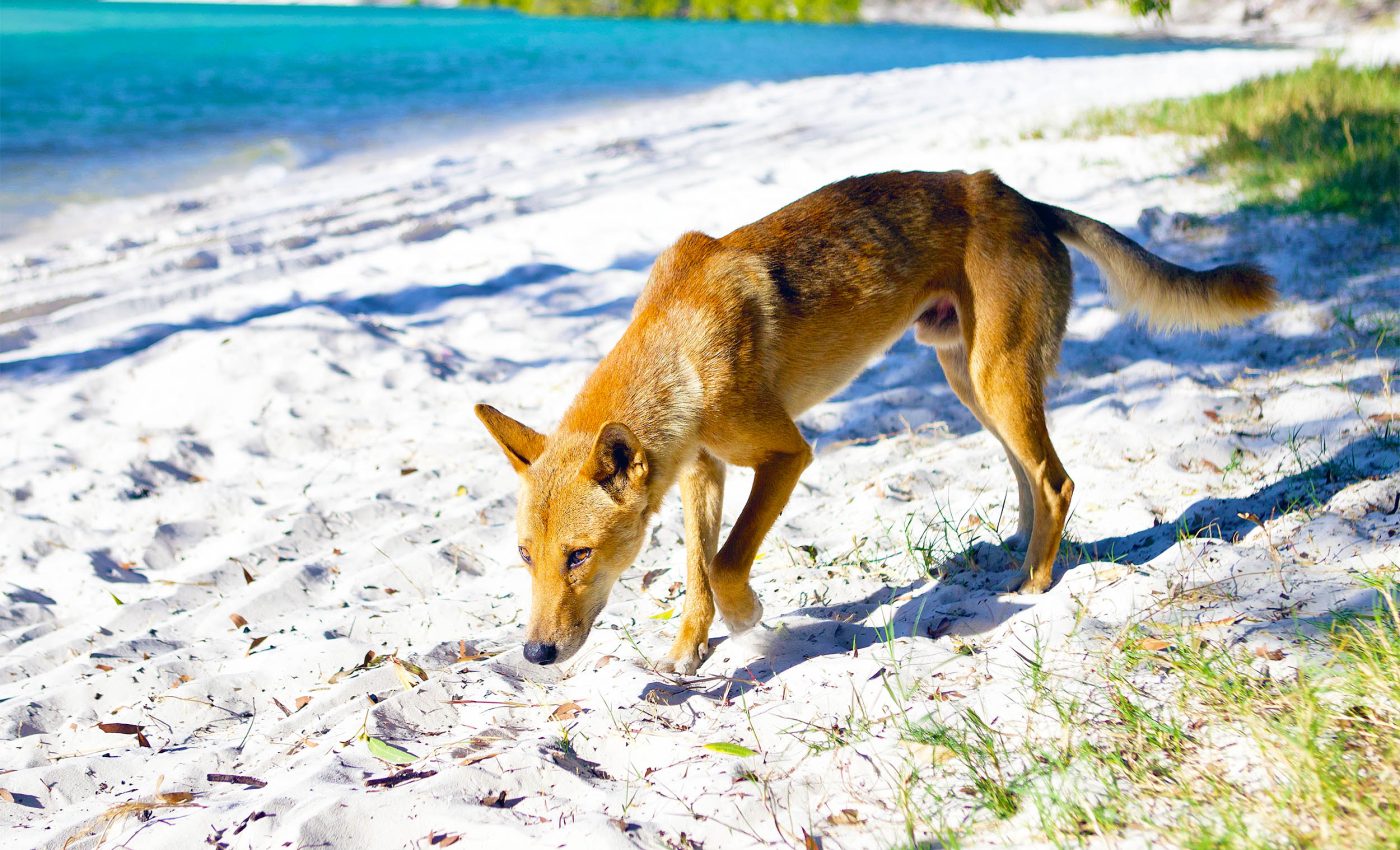 Dingoes and modern dogs share very little DNA