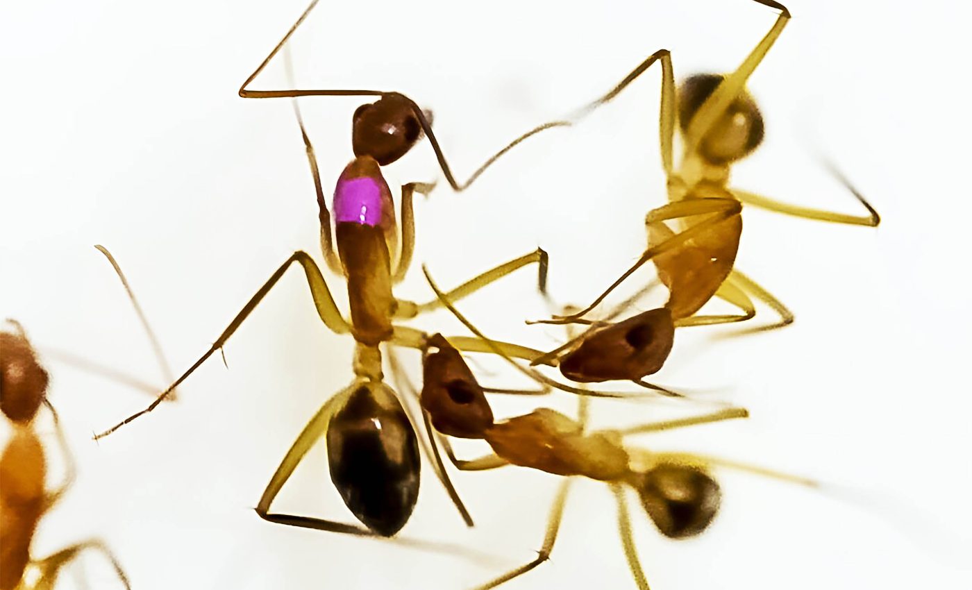 Ants are the only animals besides humans that perform life-saving surgeries