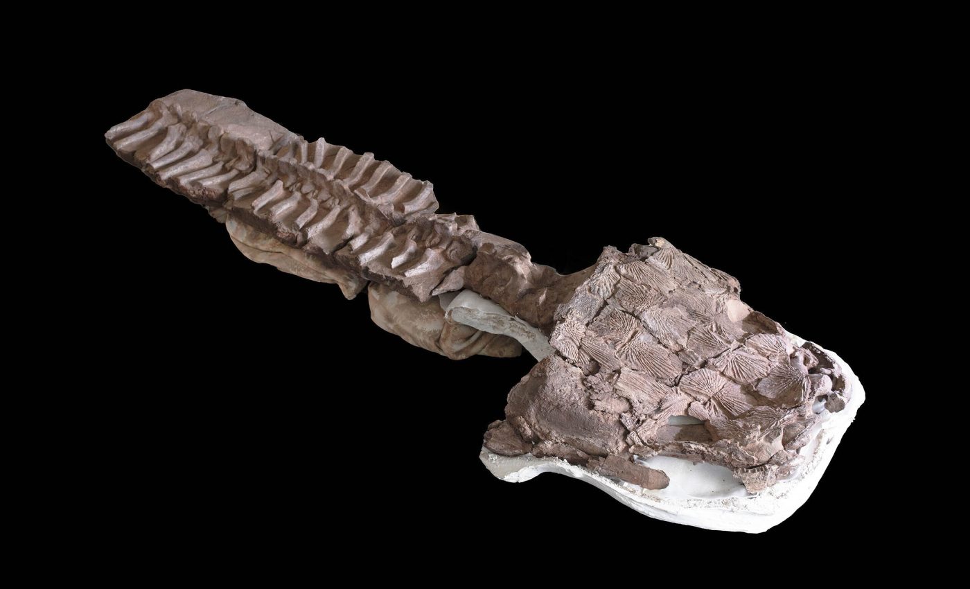 Giant swamp creature found in Namibia was an ambush predator