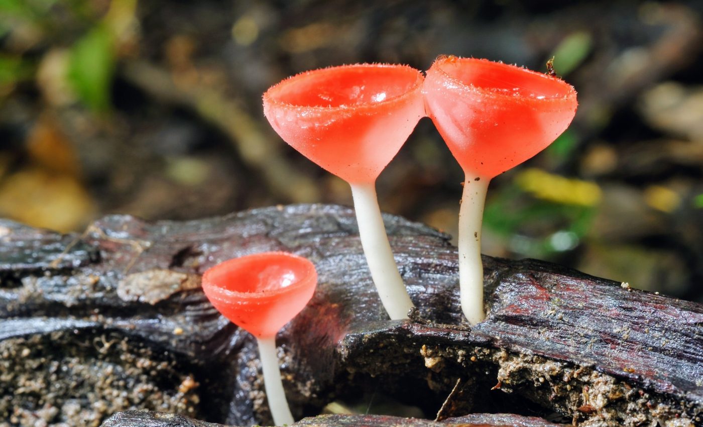 Secrets of fungi diversity can be pulled out of thin air