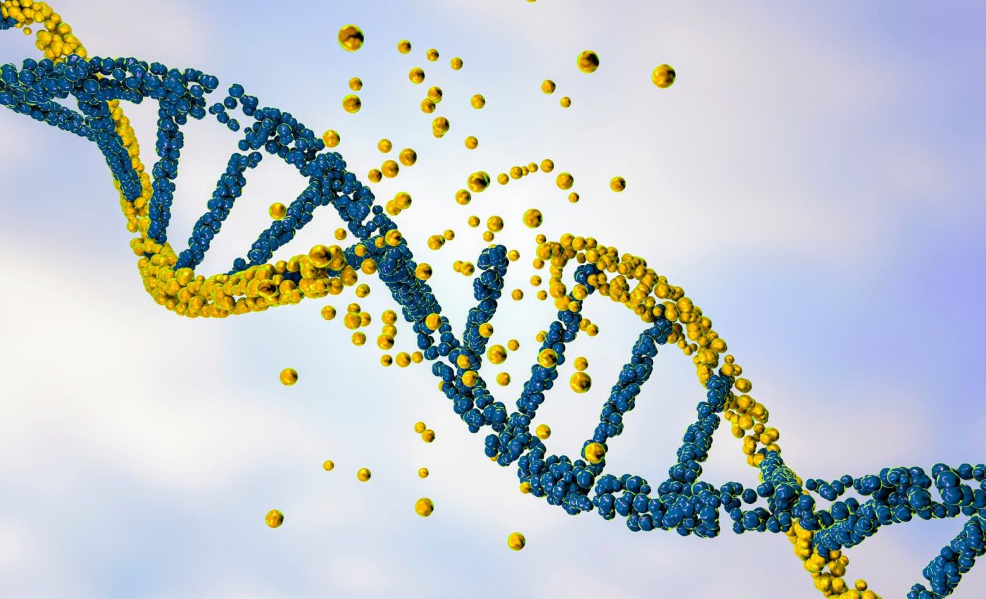 Can the lack of a single gene cause obesity?