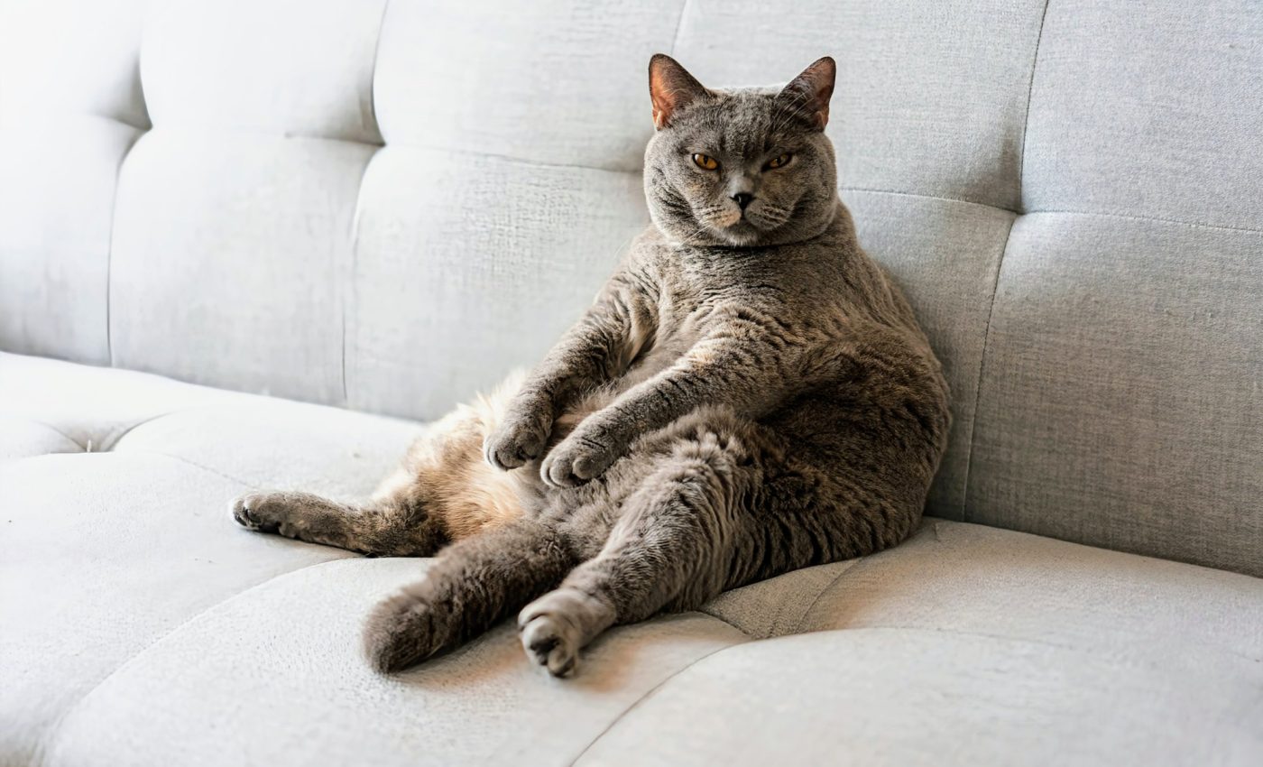 Fat cats on a diet shed light on human obesity